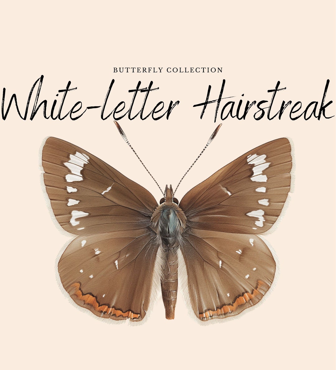 Whitefly Lettering Watercolor Butterfly Clipart | White-letter Hairstreak PNG (digital ...