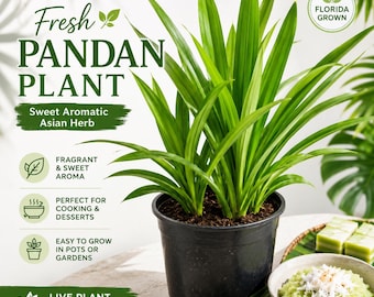 Pode incluir: Uma planta de pandan verde vibrante em um vaso preto. A imagem apresenta o texto "Fresh Pandan Plant" e "Sweet Aromatic Asian Herb". A planta é rotulada como "Florida Grown" e é descrita como perfumada e doce, ideal para cozinhar e sobremesas.