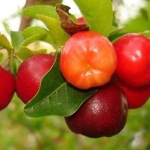 May include: Close-up of a cluster of ripe acerola cherries on a branch. The cherries range in color from deep red to orange, with a glossy sheen. Green leaves and a brown stem are also visible.