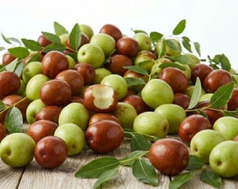 Honigglas Jujube Lebende Pflanze - Süßer Chinesischer Datum Obstbaum (1 Gallonen Topf)