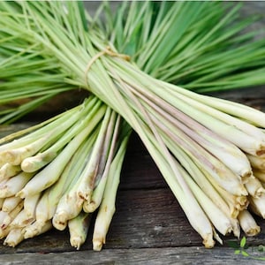 May include: Close-up of fresh lemongrass bundles tied with twine. The stalks are pale green and white, with long, vibrant green leaves fanning out. The image is set against a rustic wooden surface, highlighting the natural freshness of the herb.