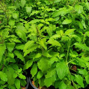 Holy Basil, tulsi plant. Bai Ka Prao