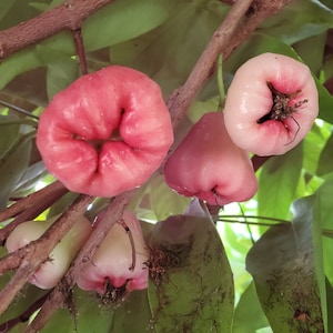 Javaäppleplanta, Semarangrosäpple, Wax Jambu, Chom Pu Kam Mam. Vi skickar inte till Kalifornien.