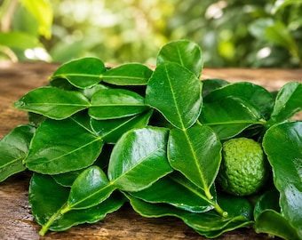 Färska Makrut (Kaffir) Limeblad | Lá Chanh Thái | Citrus hystrix | Färska thailändska örter | Hemodlade aromatiska blad