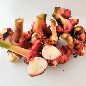 Fresh Red Galangal Roots, Florida Grown - 16 oz