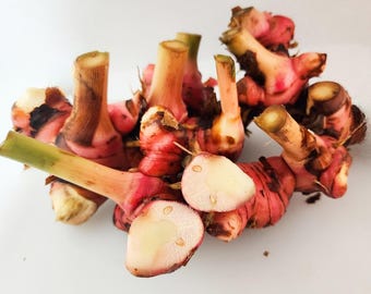 Fresh Red Galangal Roots, Florida Grown - 16 oz