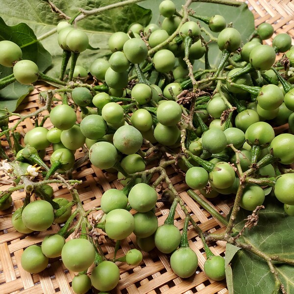 Fresh Thai Pea Eggplant, Turkey Berry, Pea Eggplant