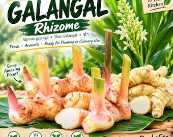 May include: Fresh galangal rhizomes with light tan skin and pinkish-green stalks. The image features text including Fresh Galangal Rhizome, Alpinia galanga, Thai Galangal, and RootsRocksEtc. The plant has white flowers and green leaves.