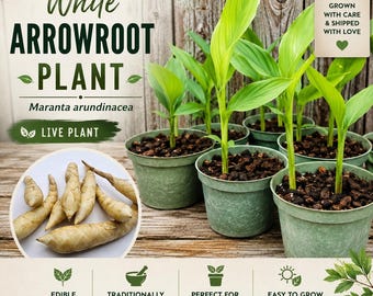 White Arrowroot Live Plant – Edible Tropical Herb Plant – Maranta arundinacea – Rare Culinary Plant – Florida Grown – Ships in Pot