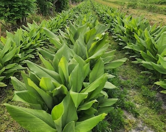 Fresh Turmeric Leaves – Pesticide-Free Florida Grown for Cooking, Wrapping, Tea