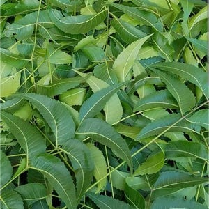 Fresh Neem Leaves