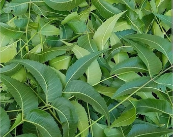 Fresh Neem Leaves