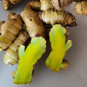 May include: Close-up of fresh turmeric roots, some whole and some sliced open. The outer skin is a light brown color, while the inside reveals a vibrant yellow-orange hue. The sliced pieces show the texture and color contrast of the spice.