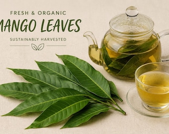 Fresh Mango Leaves | Hand Harvested Florida Grown Organic Tea, Crafts, Decor