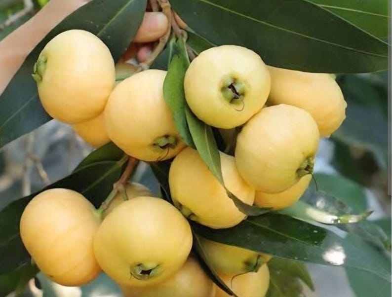 Rose Apple Live Tree | Fragrant Tropical Fruit Plant, Exotic Edible ...