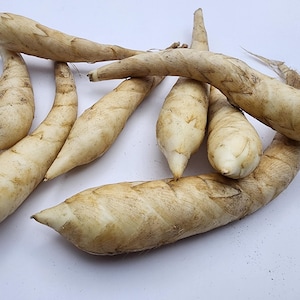 Fresh Arrowroot Roots, Florida Grown Maranta Arundinacea