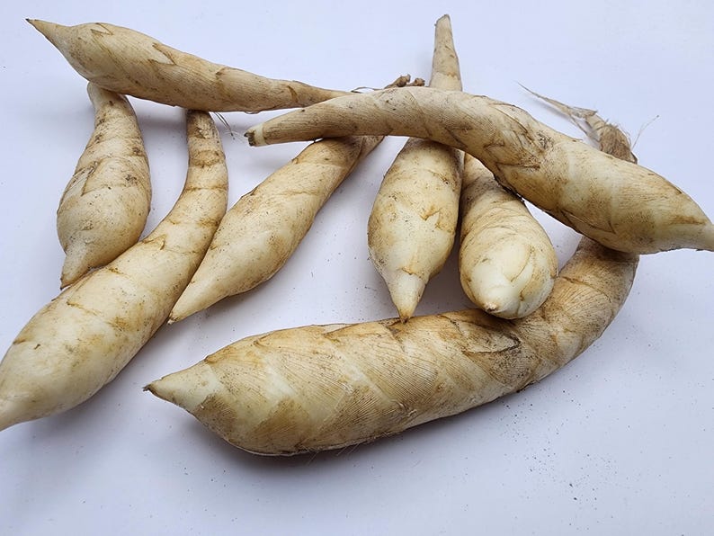 Fresh Arrowroot Roots - Maranta Arundinacea - Edible Root for Cooking ...