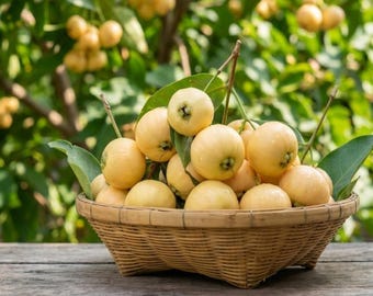 Árbol vivo de manzana rosa / Planta frutal tropical / Árbol exótico comestible de jardín, Syzygium Jambos