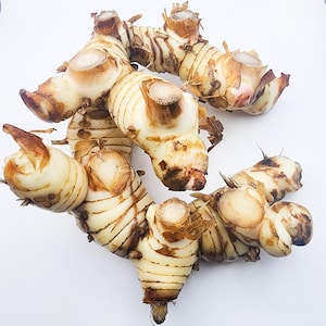 Fresh Galangal from Florida FREE SHIPPING