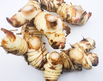 Fresh Galangal for cooking- Tom Yum Ingredient-  Florida Grown fresh herb. FREE SHIPPING