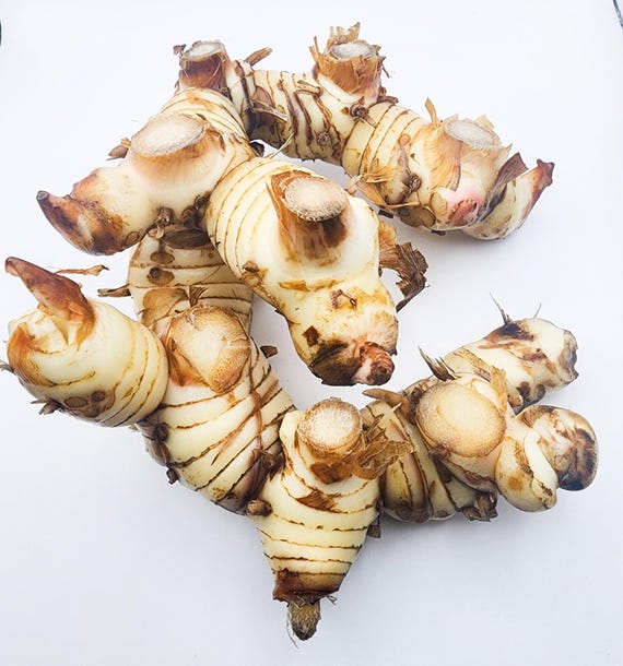 Fresh Florida Galangal Root – Authentic Thai Cooking Ingredient, Tom Yum Herb