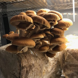 All IN ONE 5 Pound MycoGrow Bag