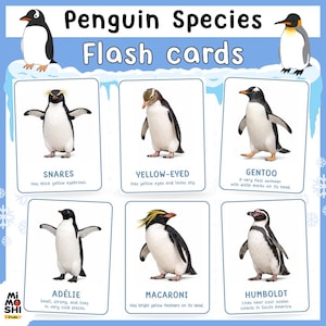 Puede incluir: Tarjetas didácticas educativas con varias especies de pingüinos, incluyendo Snares, Ojos Amarillos, Gentoo, Adelia, Macaroni y Humboldt. Cada tarjeta muestra una ilustración de pingüino con una breve descripción. El título "Penguin Species Flash cards" está en la parte superior.
