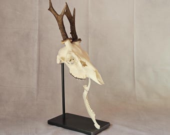 Trophäen, Ständer, Halter, Rehbock, Rehwild, Gams, Gamswild