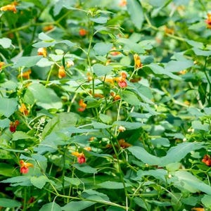 Jewelweed Salve
