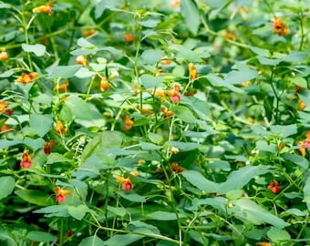 Jewelweed Salve
