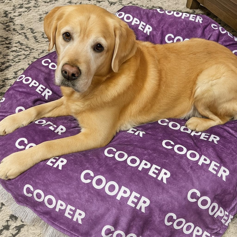 Puede incluir: Un Labrador Retriever dorado est&aacute; acostado sobre una cama morada para perros. La cama est&aacute; cubierta con la palabra "COOPER" en letras blancas. El perro est&aacute; mirando a la c&aacute;mara.