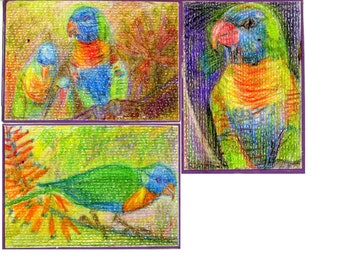 Parrots ACEO - Art Cards Editions and Originals