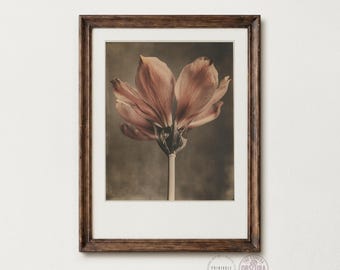 May include: A framed print featuring a close-up of a peach-colored flower with delicate petals. The flower is set against a muted, dark background. The frame is a dark brown color, and the print is mounted on a white mat.
