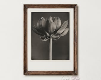 Lotus Flower Black and White Photo Print | Vintage Botanical Art (Digital Download)