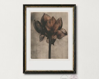 Dark Botanical Art Print | Moody Sepia Flower Photography | Dark Academia Wall Decor (Digital Download)
