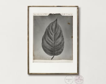 Botanical Specimen Leaf Print | Victorian Natural History | Dark Academic Wall Art (Digital Download)