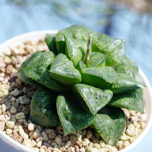 LIVE Plants Haworthia Emelyae Mask | Low-Maintenance Indoor & Gift Plants