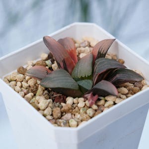 LIVE Plants Echeveria Prolifica Variegated | Low-Maintenance Indoor & Gift Plants