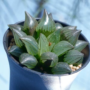 LIVE Plants Haworthia emelyae magnifica | Low-Maintenance Indoor & Gift Plants