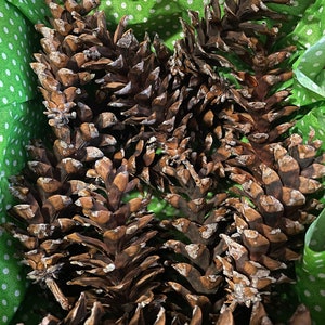 Op de afbeelding: Een verzameling grote, bruine dennenappels met getextureerde schubben. De dennenappels zijn gerangschikt in een groen gestippelde container, wat een natuurlijke en rustieke uitstraling creëert. De kegels variëren in grootte en vorm en tonen hun unieke kenmerken.