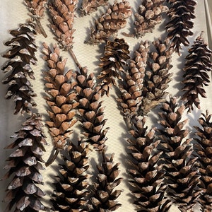 Op de afbeelding: Een assortiment bruine dennenappels in verschillende maten en vormen, sommige licht wit bestoven. De dennenappels zijn gerangschikt op een wit oppervlak. Ideaal voor knutselen of seizoensdecoraties, wat een natuurlijke, rustieke uitstraling oproept.