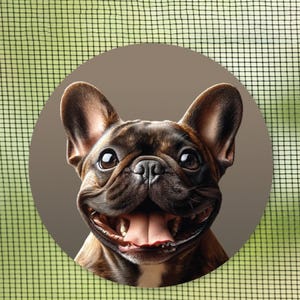 May include: A close-up of a brown and black French Bulldog with a happy expression. The dog has its tongue sticking out and its eyes are wide open.