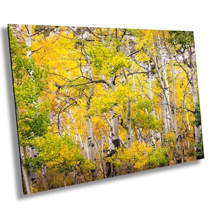 Herbst Espen Farbe Fotografie Leinwand Metall Acryldruck Wand Kunst Poster