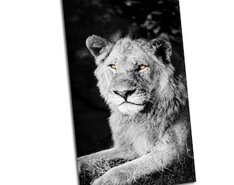 Lion Metal Print, African Wildlife Portrait, Kruger Park Photo Decor