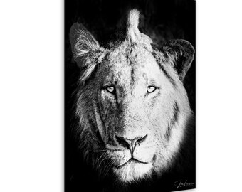 African Lion B&W, Kruger National Park  color photography  Canvas Metal Acrylic print wall art poster
