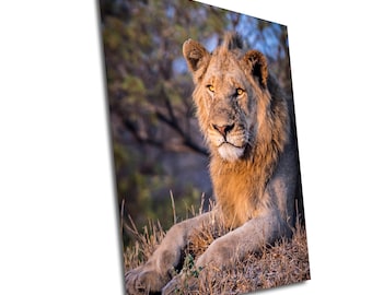 Lion Photography, Vibrant Kruger National Park Portrait Print | Premium Photo Paper, Ready-To-Hang Canvas | Wildlife Decor, Multiple Sizes