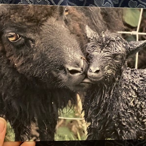 Cartes de voeux vierges A5 - Sélection de moutons