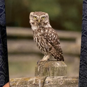 Cartes de voeux vierges A5 - Sélection d'oiseaux
