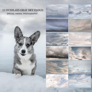 Peut inclure: 12 superpositions ciel gris nuage photographie animale spéciale. Un ensemble de 12 superpositions numériques présentant différentes nuances de nuages gris sur un ciel bleu.