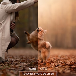 May include: Before and after photo editing of a dog in a forest setting. The dog is a small, fluffy, brown and white Pomeranian. The dog is jumping up in the air. The before photo is darker and less vibrant. The after photo is brighter and more colorful.